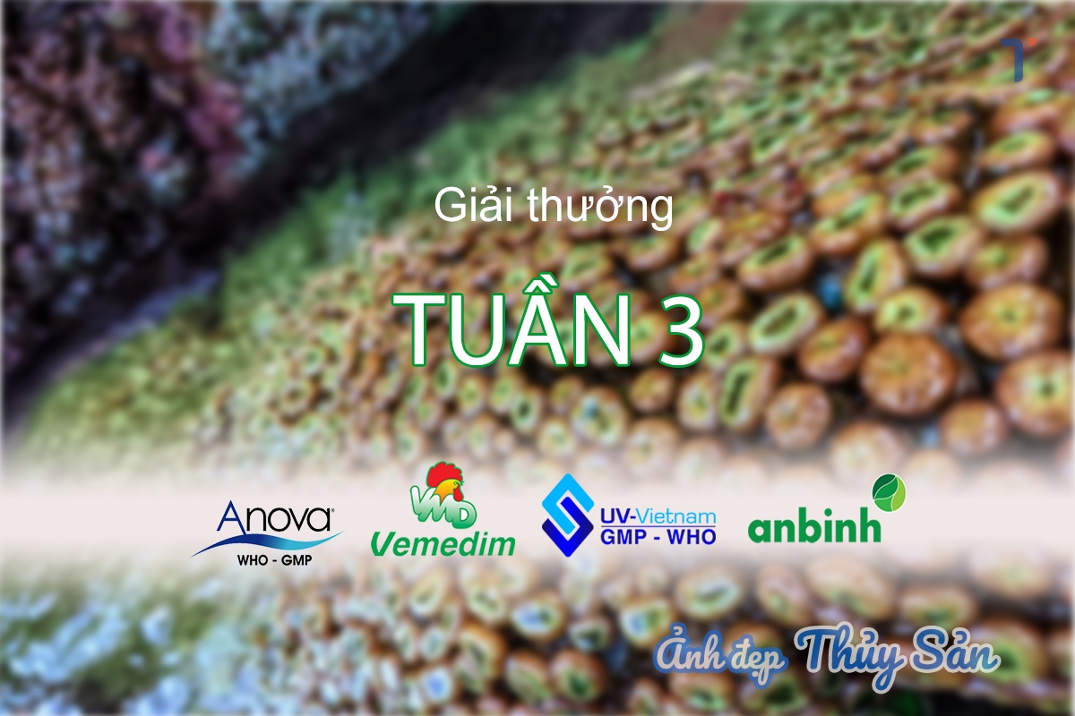 Ảnh Đẹp Thủy Sản: Quà tặng tuần 3